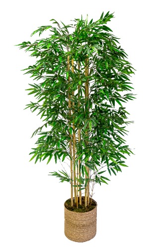 Fake bamboo (taller than Dahlia)