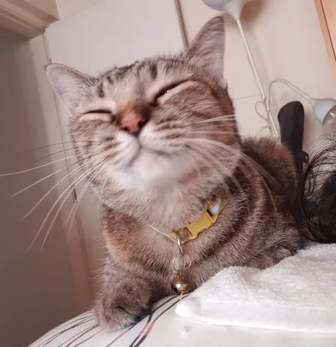 Treat my cats