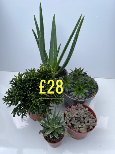 The Tortoise Hut: Succulent Plant Collection