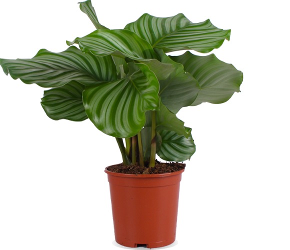 Calathea orbifolia (Peacockplant) (S) | Geen