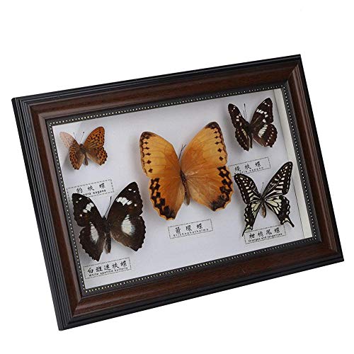 Insect Specimen Exquisite Butterflies Insect Specimen Craft Birthday Gift Home Decor Ornament(01) - 01