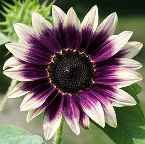 Mix Pack Varieties Pink Purple Sunflower Seeds for Planting Helianthus annuus Seeds -50 Pcs
