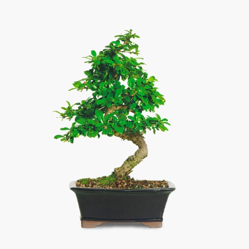 Fukien Tea - Regular Shipping