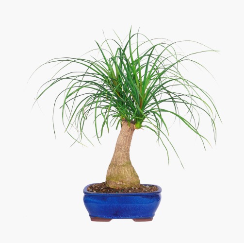 Ponytail Palm - Regular Shipping
