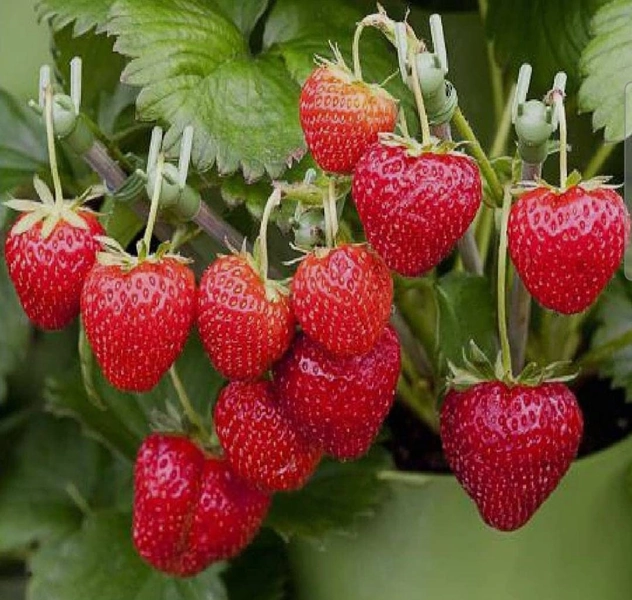 Four Seasons Strawberry - 100 Seeds
