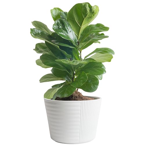 Costa Farms Little Fiddle Leaf Fig Tree, Live Indoor Ficus Lyrata Houseplant in Indoors Garden Plant Pot, Potting Soil, Housewarming, Birthday Gift, Office, Home, Room Decor, 10-12 Inches Tall - Indoor Garden Plant Pot - 1-2 Feet Tall - Fiddle Leaf Fig Tree