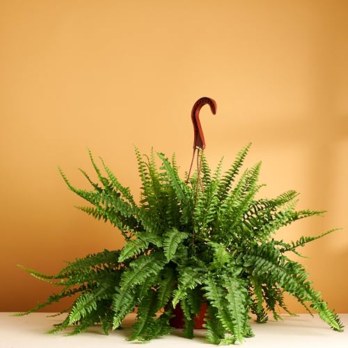 Shop Succulents Queen Fern Plant, Hanging Live Indoor Plant, Easy Care Hanging Trailing Houseplant in Nursery Pot, Air Purifying Plant in Soil, Housewarming, Home Décor, Trails 2-3 Feet - Queen Fern