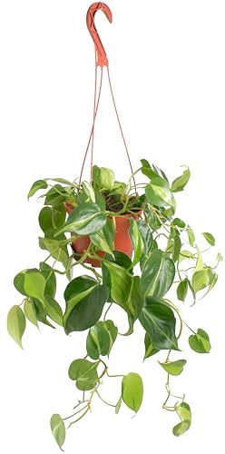 Shop Succulents Brazil Philodenron Heartleaf Hanging Plant, Live Indoor Plant, Easy Care Hanging Ivy Houseplant in Nursery Pot, Air Purifying Plant in Soil, Housewarming, Home Décor, Trails 2-4 Feet - Pothos Lemon Lime