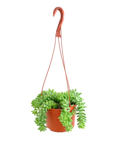 Shop Succulents Burro's Tail Hanging Succulent, Sedum morganianum, Fully Rooted Live 6" Succulent Plant with Hanger, Low Maintenance Indoor Plant, Trailing Succulents, Gift & Garden - Burros Tail