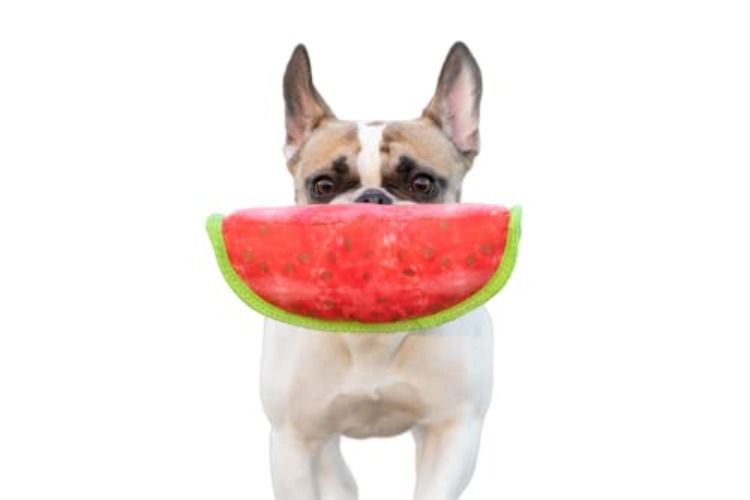 BoxDog Tough Durable Dog Toys | Strong Dog Toys with Multiple Layers for Pull, Fetch, Tug | Tuff Interactive Dog Play Toys (Watermelon) - Watermelon