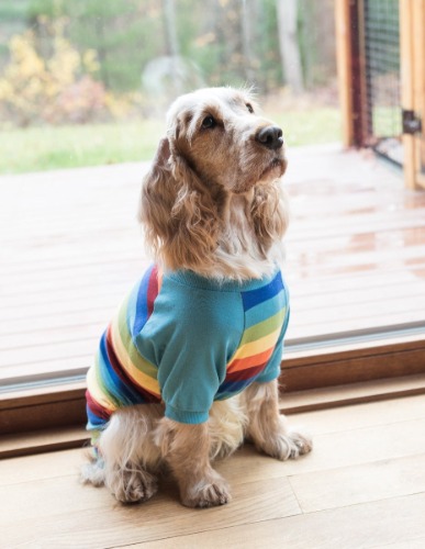 Dog Cotton Rainbow Boy Stripes Pajamas - rainbow-stripes-boy / XX-Large