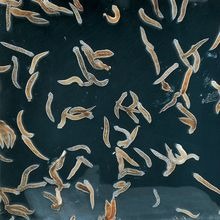 Brown Planaria, Living