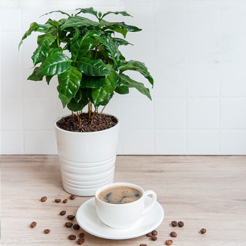 Arabica Coffee Plant | 3 Gallon