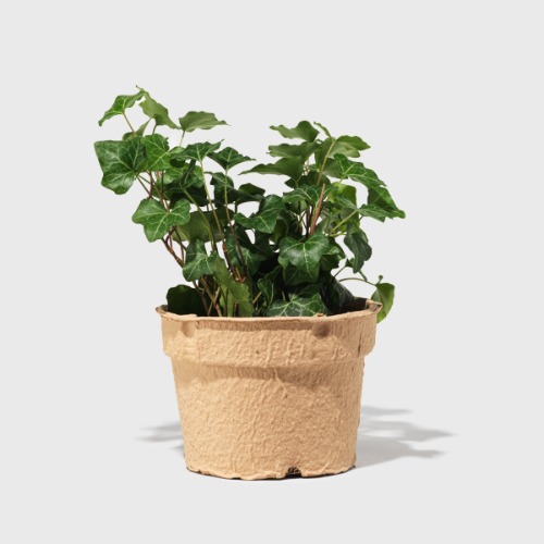 Green California Ivy 6" | 1 ct