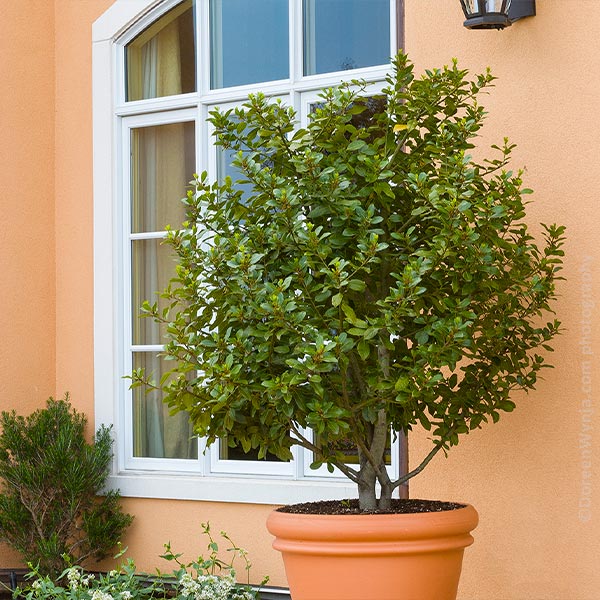 Bay Laurel 