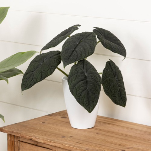 Proven Winners Mythic® Dragonite™ Alocasia | 4 inch