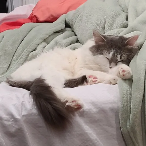 $5 CAT DONO - Send general funds!