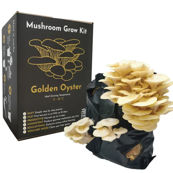Urban Farm-It - Mushroom Growing Kit, XL Gold (Pleurotus Citrinopileatus), Easy to Use, Fast Growing, Harvest up to 4 Yields, Unique Gardening Gift, Includes Fresh Spawn Voucher