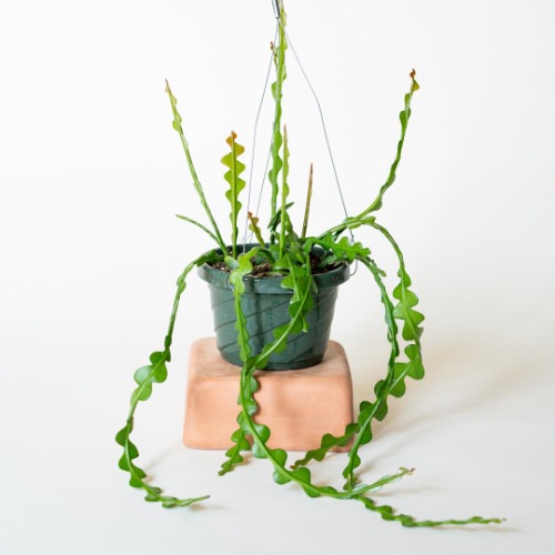 Epiphyllum Anguliger 'Fishbone Cactus' HB | 6" | Default Title