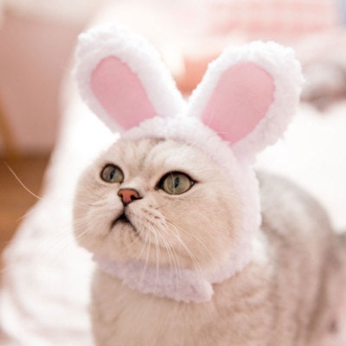 Amusing Rabbit Hat – Cosplay Fun! - XS / Picture