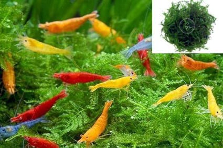 Swimming Creatures 20 Mixed Color Neocaridina Freshwater Aquarium Shrimp with Java Moss (1 Square inch Portion!) (20)