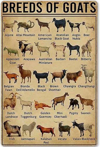 EWERW Goat Knowledge Metal Tin Sign Breeds Of Goats Learning Poster Library School Education Living Room Kitchen Bathroom Home Art Wall Decoration Plaque Gift 8inchx12inch, 8Inch X 12Inch