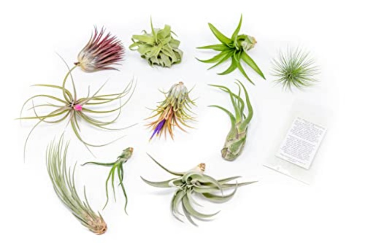 Grab Bag Pack Small & Medium Air Plants - Fertilizer Packet - Wholesale - Bulk - Live Tillandsia - Easy Care House Plant - Succulents, 10 Count (Pack of 1) - 10 Count (Pack of 1)