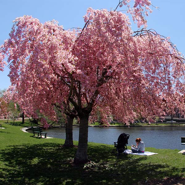 Double Pink Weeping Cherry Tree | 5-6 ft. Jumbo