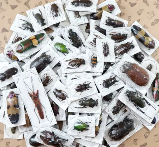 Mixed Real Beetles, Package of 5, Pack of Mixed Beetles, Entomology, Collectable insect