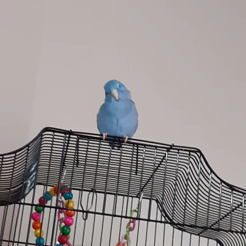 Nova's Little Basket Of Treats