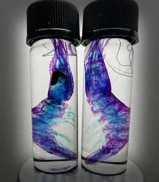 New! Rare  Diaphonized Shrimp wet specimen in Purple and Blue