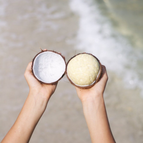 Sprouted Coconut Box *Pre-Order* | Small Box (4 Sprouted Coconuts) - $117