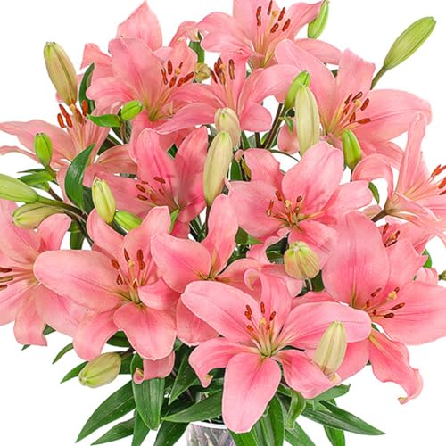 Stargazer Barn Pink Ballerina Fresh Flowers Bouquet - Overnight Prime Delivery, Fresh Cut Flowers for Longer Life - Bouquet of Flowers For Birthday, Anniversary, Mothers, Pink Lillies - 10 Stems