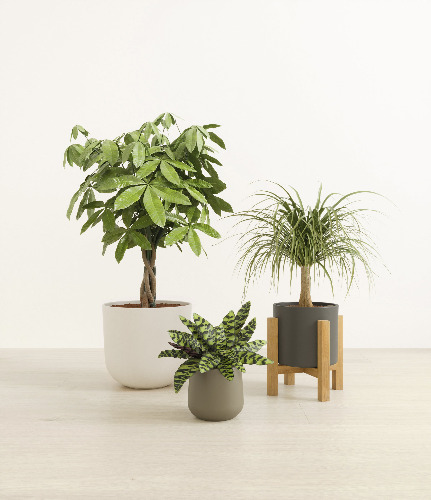 The Luscious Trinity