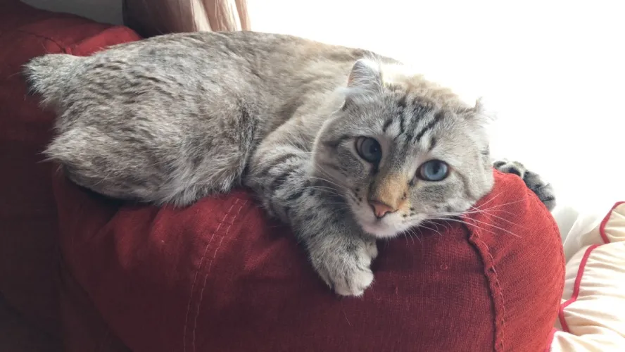 Showing Leo Love, Shows Me Love