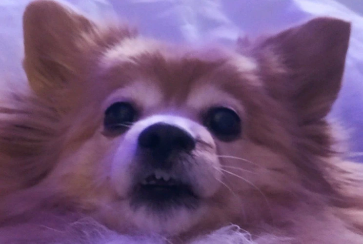 Floofs knee surgeries