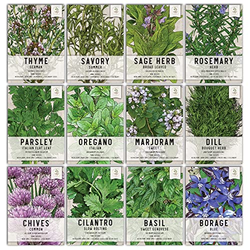 Seed Needs, Culinary Herb Seeds For Planting (12 Count Variety Pack) Grow Your Own Organic Herb Garden - Heirloom, Non-GMO, Untreated - 12 Pack