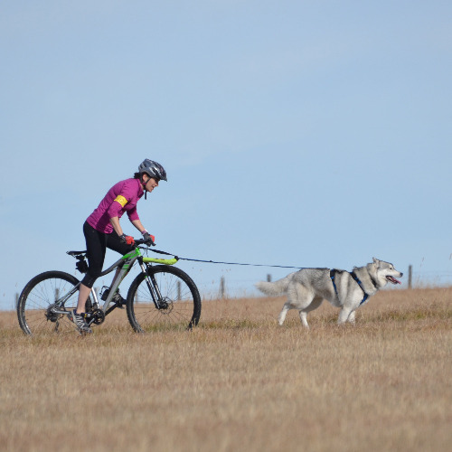 Wheelchair-joring / Dryland Mushing Set Up