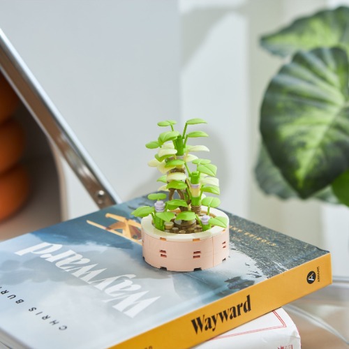 Bamboo Succulent | Default Title