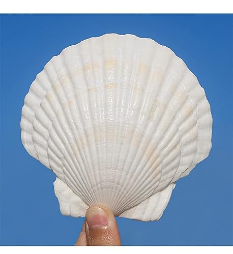 Large Scallop Shells Crafts 4''-5'' 