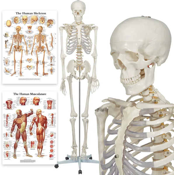 Elementary Anatomy 1021930, Modello Anatomico di Scheletro Umano, Grandezza Naturale 175 cm