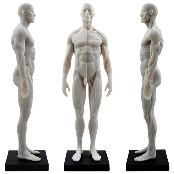 Aprodite - Personaggio anatomico da uomo, 30 cm, 30 cm, colore: Bianco