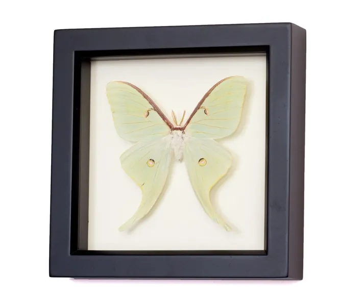 Real Framed Preserved Luna Moth