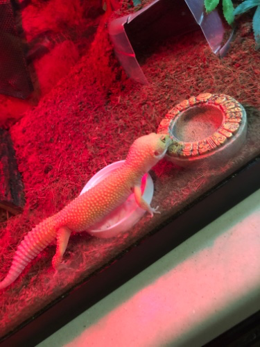 Gift for my lizard 🦎 