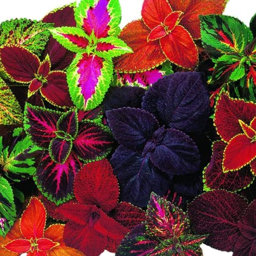 Park Seed Giant Exhibition Complete Mix Coleus Seeds, Popular Colorful Houseplants, Pack of 20 Seeds - Pack of 20 - Giant Exhibition Complete Mix