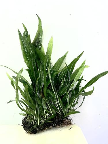 Live Java Fern Microsorum Pteropus on Mat Plant Freshwater Fish Tanks - Easy, Beginner Friendly