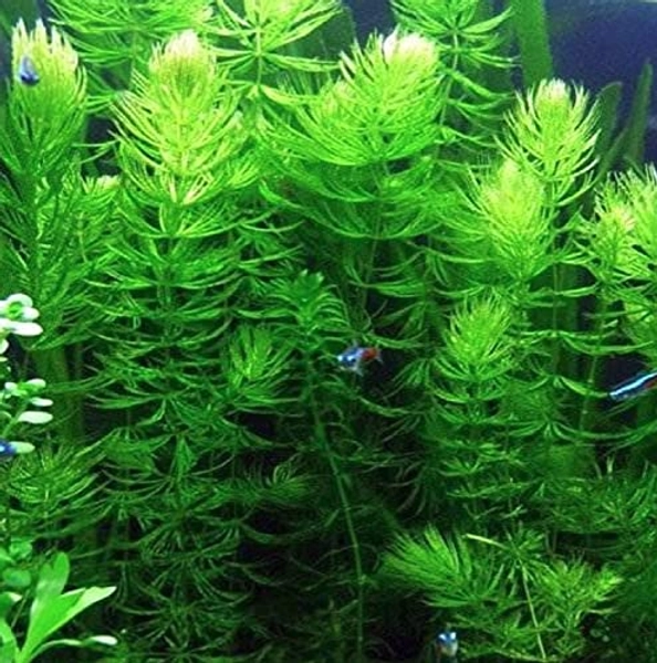 Hornwort Ceratophyllum Live Aquarium Plant Planted Tank Beginner - Buy 2 Get 1