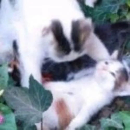 「 ✿ Monthly Life Support ✿ 」