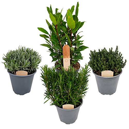 4 x Large Herb Mix - Rosemary - Bay Laurel - Thyme - Lavander - 14cm Quality Plants