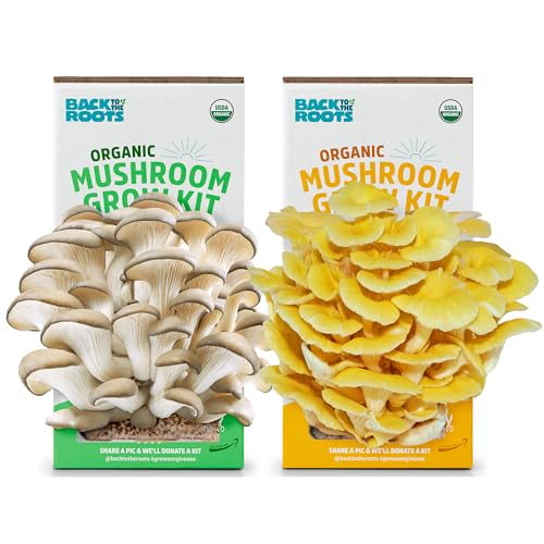 Back to the Roots Organic Pearl and Golden Oyster Mushroom Grow Kit - Grow Your Own Mushrooms at Home - 2 Count Variety Plant Kit - 2 Count Variety Plant Kit